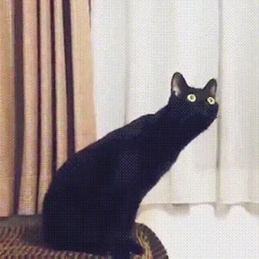 Sticker «Black Cats-4»