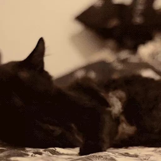 Sticker «Black Cats-5»