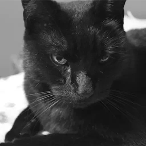 Sticker «Black Cats-6»