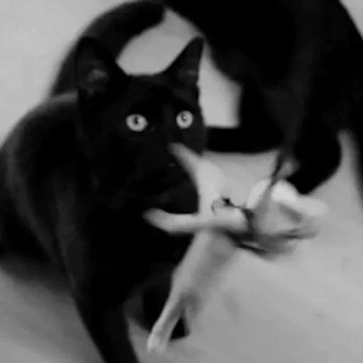 Sticker «Black Cats-7»