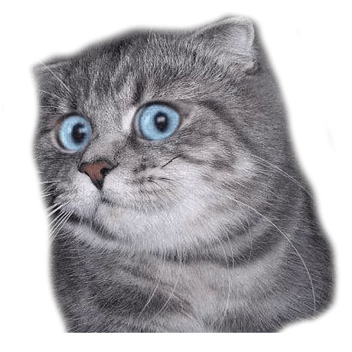 Sticker «Surprised Cat-1»