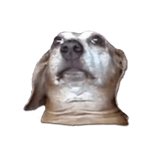 Sticker «Don't Be Dog-10»