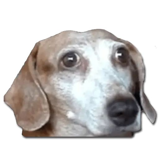 Sticker «Don't Be Dog-11»