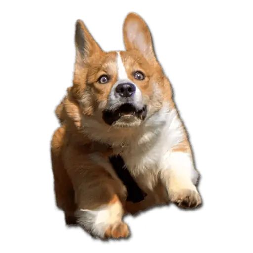 Sticker «Don't Be Dog-2»