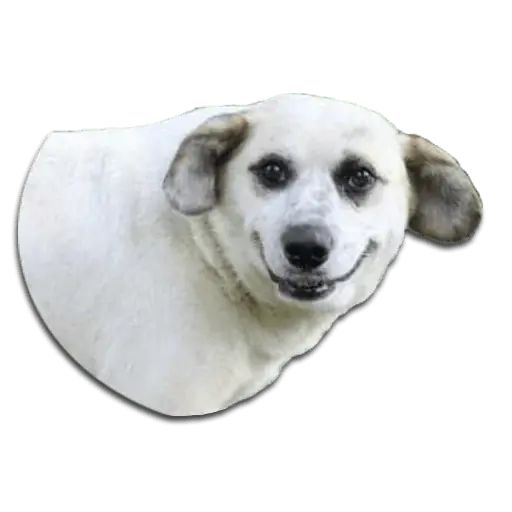Sticker «Don't Be Dog-4»