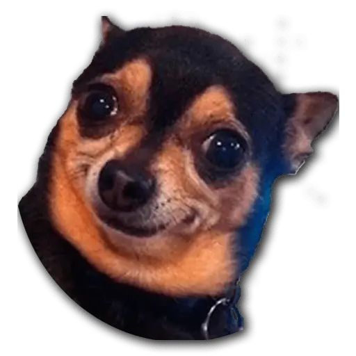 Sticker «Don't Be Dog-5»