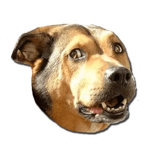 Sticker «Don't Be Dog-9»