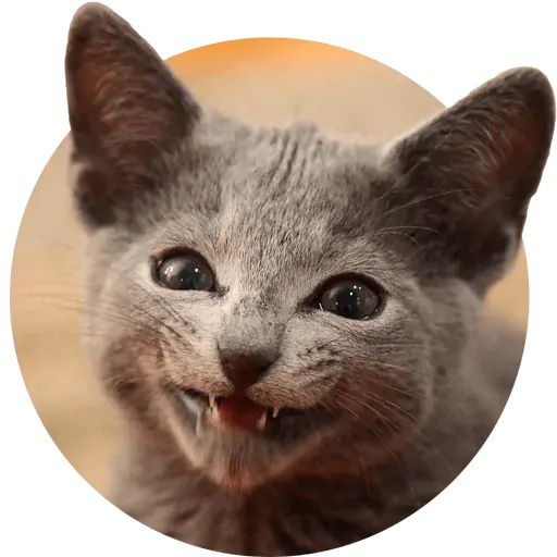 Sticker «The Cute Kittens-1»