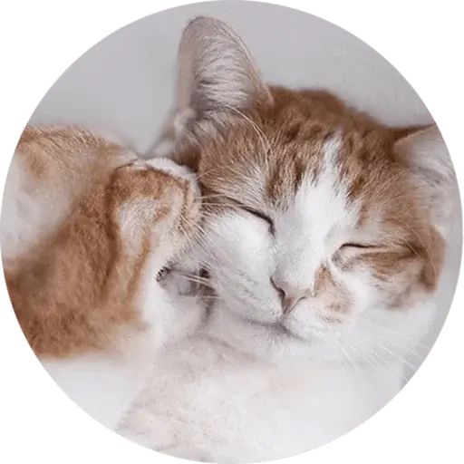 Sticker «The Cute Kittens-12»