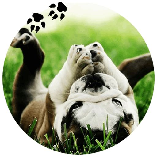 Sticker «Bulldog-4»