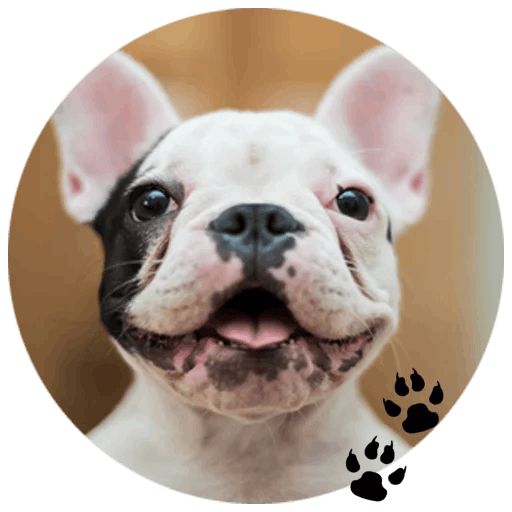 Sticker «Bulldog-8»