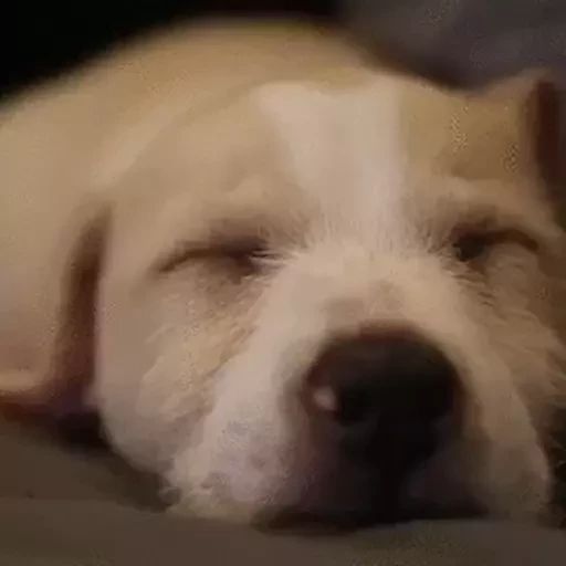 Sticker «Sleeping Dogs-1»