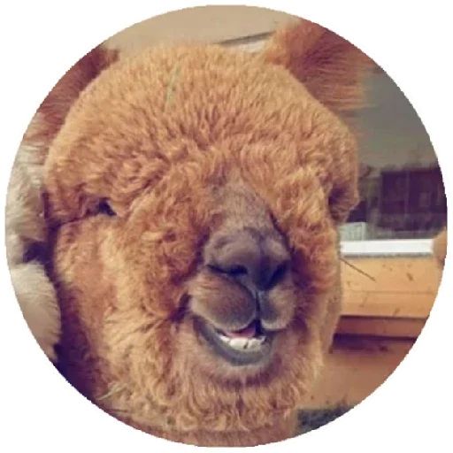 Sticker «Happy Alpaca-10»