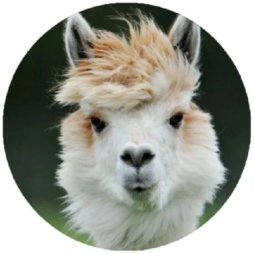 Sticker «Happy Alpaca-12»