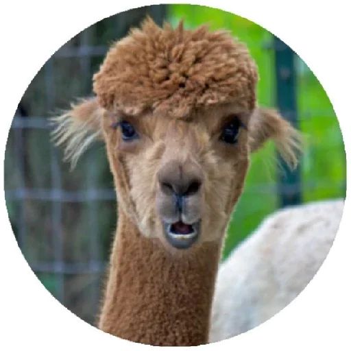 Sticker «Happy Alpaca-2»