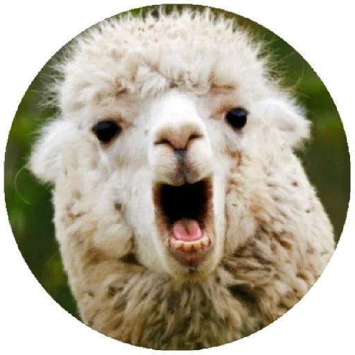 Sticker «Happy Alpaca-4»