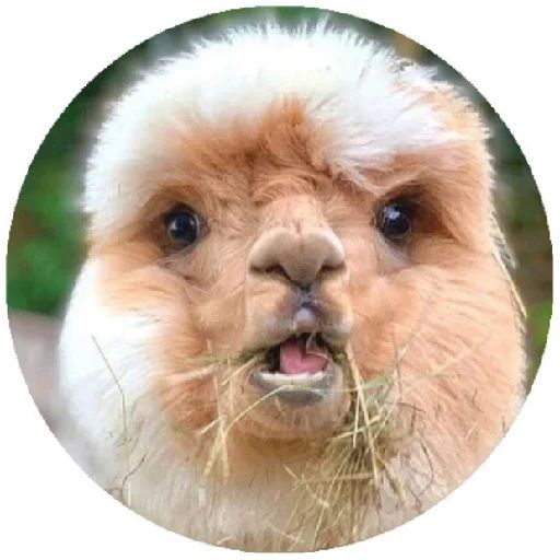 Sticker «Happy Alpaca-5»