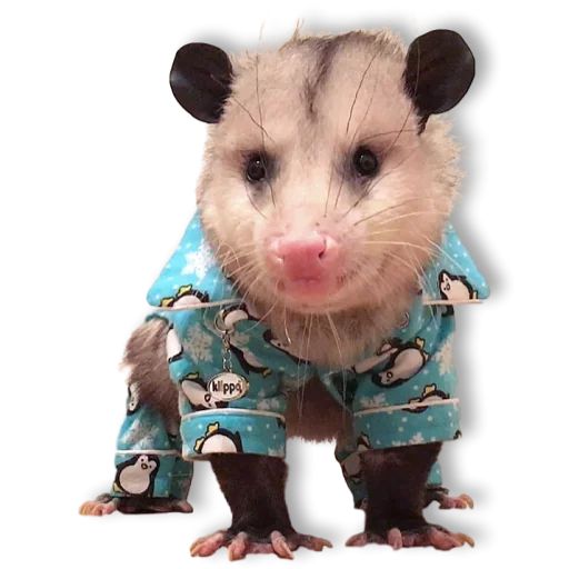 Sticker «Cute Possum-1»