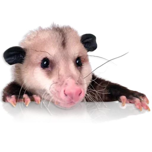 Sticker «Cute Possum-10»