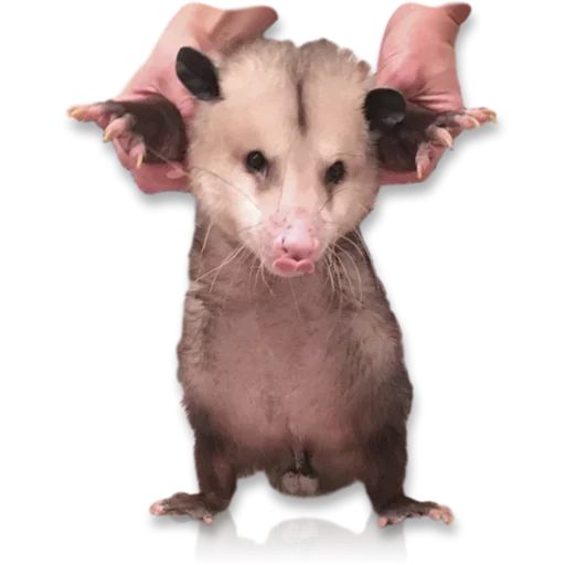 Sticker «Cute Possum-11»