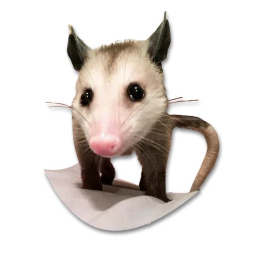 Sticker «Cute Possum-2»