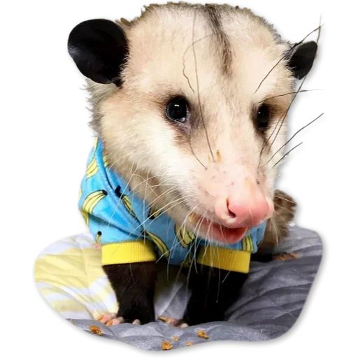 Sticker «Cute Possum-3»