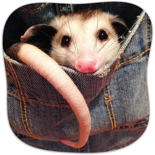 Sticker «Cute Possum-4»