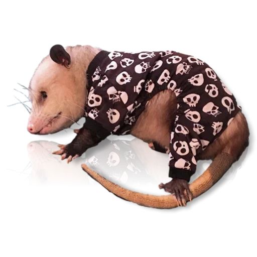 Sticker «Cute Possum-5»