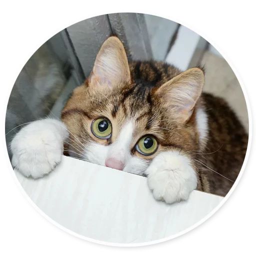 Sticker «Rexie the Cat-10»