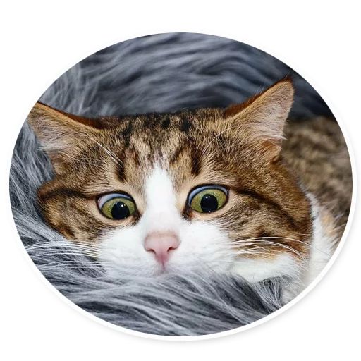 Sticker «Rexie the Cat-4»