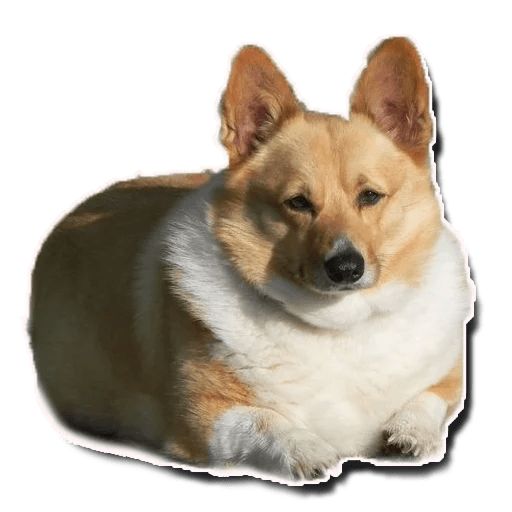 Sticker «Fat Dog-1»