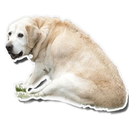 Sticker «Fat Dog-2»