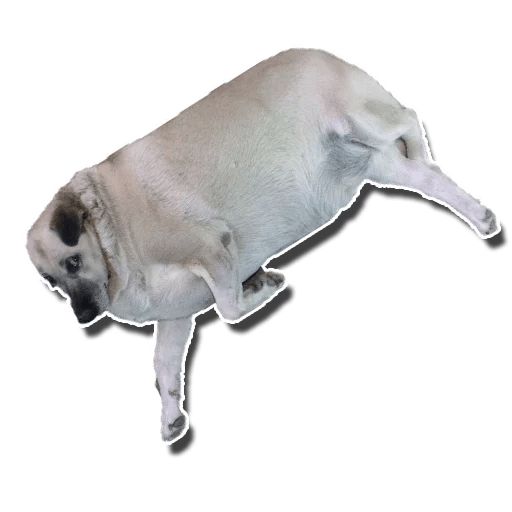Sticker «Fat Dog-5»