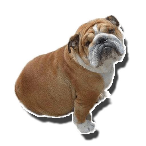 Sticker «Fat Dog-8»