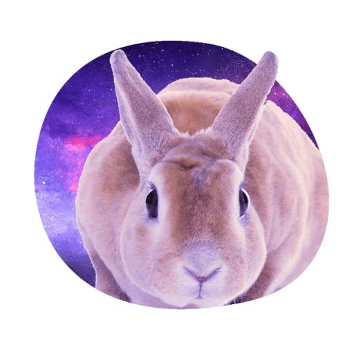 Sticker «Space Bunnies-11»