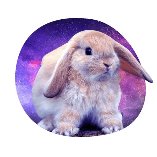 Sticker «Space Bunnies-2»