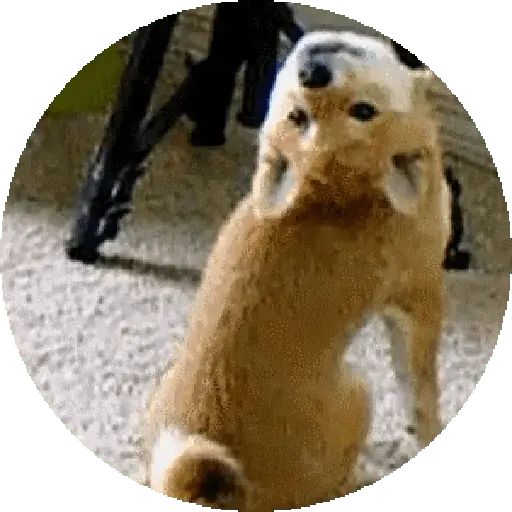 Sticker «Shiba-1»