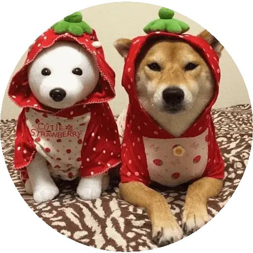 Sticker «Shiba-10»