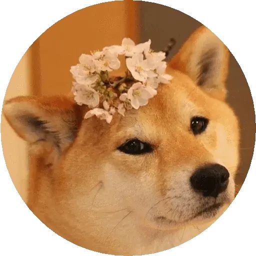 Sticker «Shiba-12»