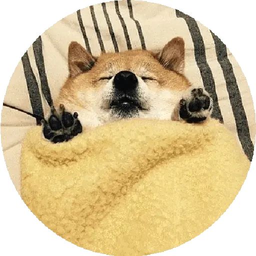 Sticker «Shiba-5»