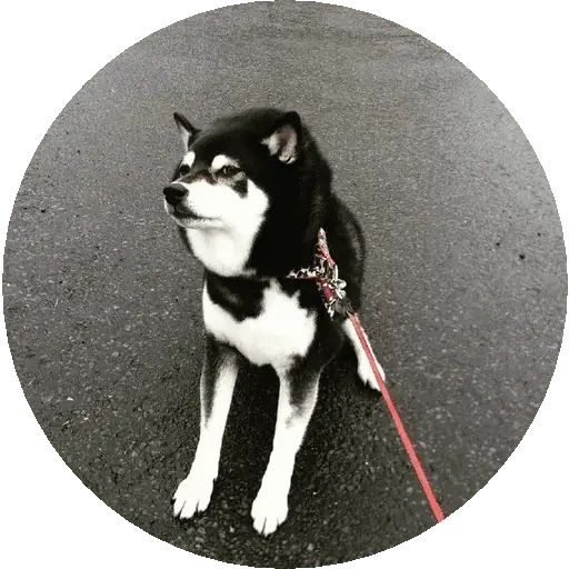 Sticker «Shiba-6»