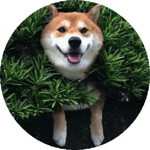 Sticker «Shiba-7»