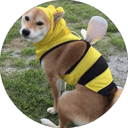 Sticker «Shiba-8»