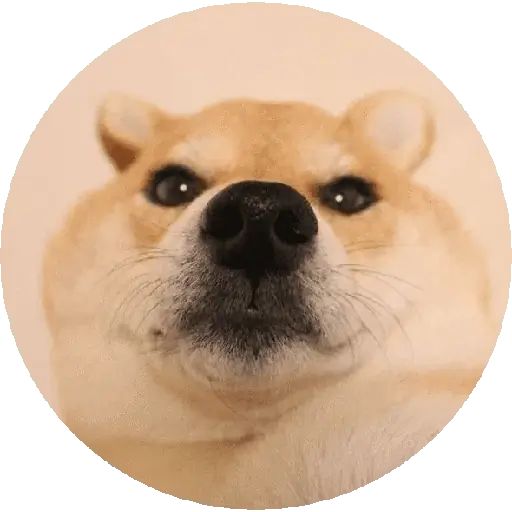 Sticker «Shiba-9»