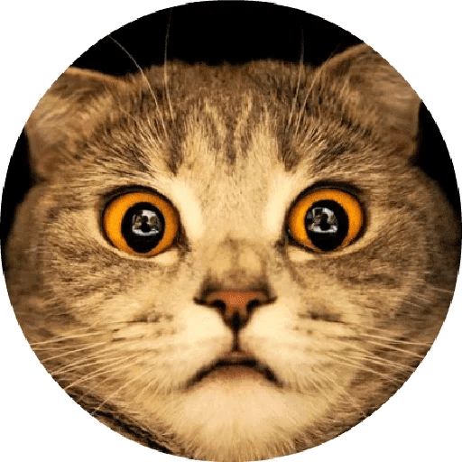 Sticker «Cat Meow-1»