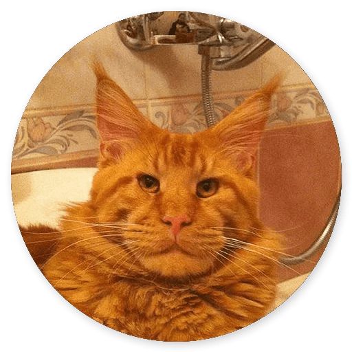 Sticker «Cat Meow-10»