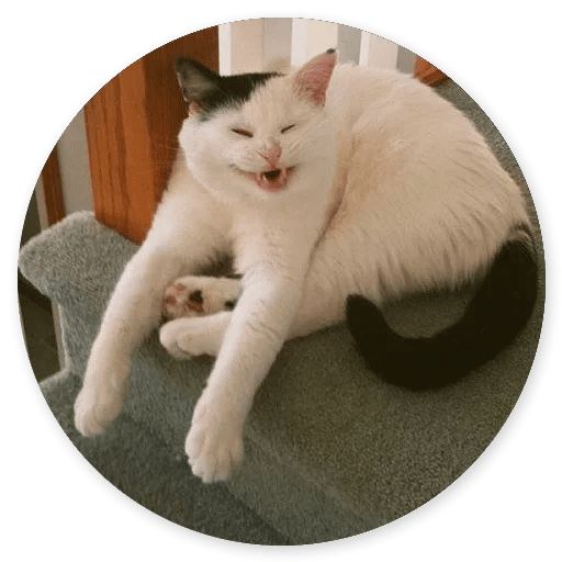 Sticker «Cat Meow-12»