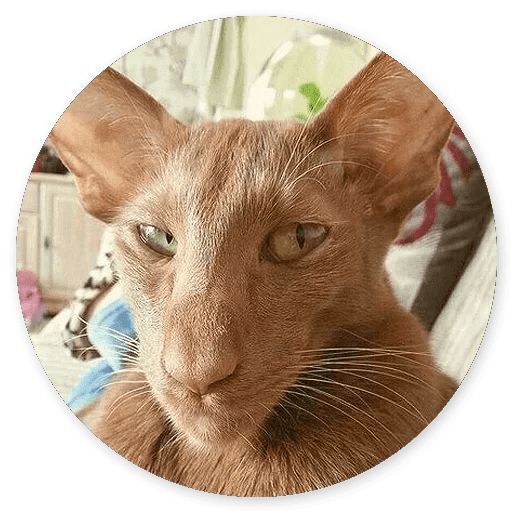 Sticker «Cat Meow-2»