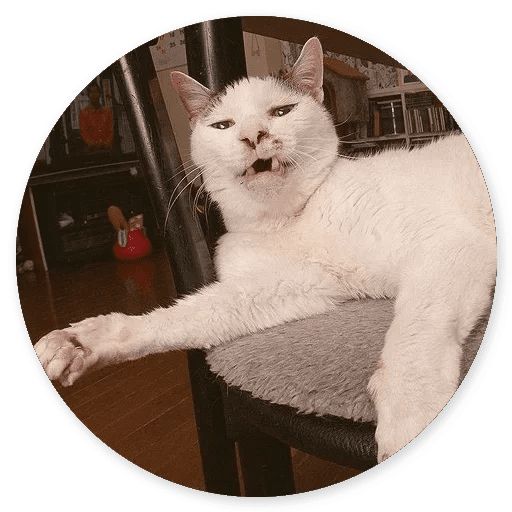 Sticker «Cat Meow-4»