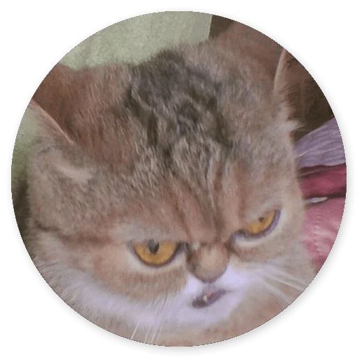 Sticker «Cat Meow-6»